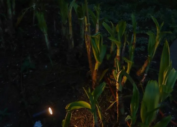 Uporto House Palace * Porto